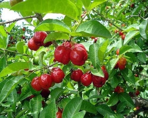 Fruit Seeds,Garden seeds, Seeds For Planting,Plant Seeds