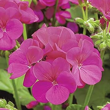 Flower Seeds, Seeds,Seeds For Planting,Plant Seeds