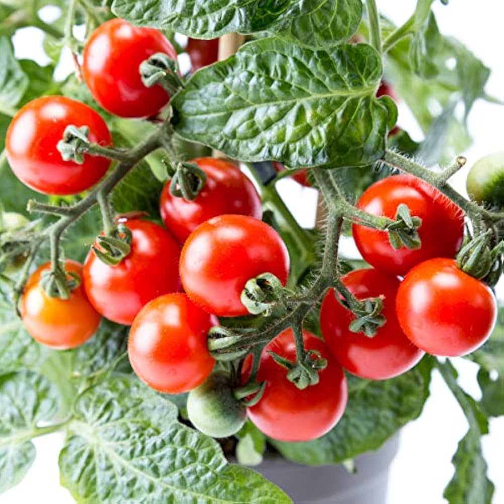 Vegetable Seeds,Garden seeds, Seeds For Planting,Plant Seeds