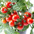 Vegetable Seeds,Garden seeds, Seeds For Planting,Plant Seeds