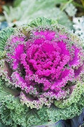 Vegetable Seeds,Garden seeds, Seeds For Planting,Plant Seeds