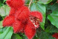 Vegetable Seeds,Garden seeds, Seeds For Planting,Plant Seeds
