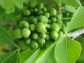 Vegetable Seeds,Garden seeds, Seeds For Planting,Plant Seeds