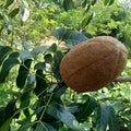 Fruit Seeds,Garden seeds, Seeds For Planting,Plant Seeds