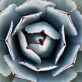 Flower Seeds, Seeds,Seeds For Planting,Plant Seeds