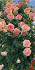 Flower Seeds, Seeds,Seeds For Planting,Plant Seeds