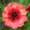 Flower Seeds, Seeds,Seeds For Planting,Plant Seeds
