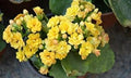 Flower Seeds, Seeds,Seeds For Planting,Plant Seeds
