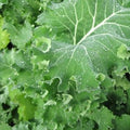 Vegetable Seeds,Garden seeds, Seeds For Planting,Plant Seeds
