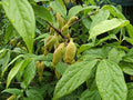 Vegetable Seeds,Garden seeds, Seeds For Planting,Plant Seeds