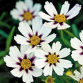 Flower Seeds, Seeds,Seeds For Planting,Plant Seeds