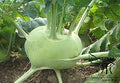 Vegetable Seeds,Garden seeds, Seeds For Planting,Plant Seeds