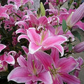 Flower Seeds, Seeds,Seeds For Planting,Plant Seeds