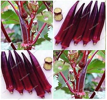 Vegetable Seeds,Garden seeds, Seeds For Planting,Plant Seeds