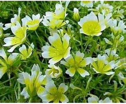 Flower Seeds, Seeds,Seeds For Planting,Plant Seeds