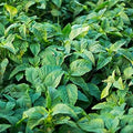 Vegetable Seeds,Garden seeds, Seeds For Planting,Plant Seeds