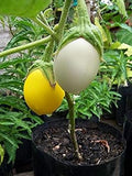 Vegetable Seeds,Garden seeds, Seeds For Planting,Plant Seeds