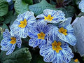 Flower Seeds, Seeds,Seeds For Planting,Plant Seeds