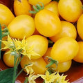 Vegetable Seeds,Garden seeds, Seeds For Planting,Plant Seeds