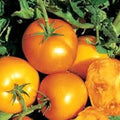 Vegetable Seeds,Garden seeds, Seeds For Planting,Plant Seeds