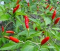 Vegetable Seeds,Garden seeds, Seeds For Planting,Plant Seeds