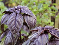 Vegetable Seeds,Garden seeds, Seeds For Planting,Plant Seeds
