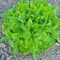 Vegetable Seeds,Garden seeds, Seeds For Planting,Plant Seeds