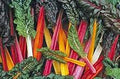 Vegetable Seeds,Garden seeds, Seeds For Planting,Plant Seeds