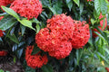 Flower Seeds, Seeds,Seeds For Planting,Plant Seeds