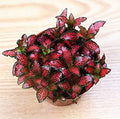 Flower Seeds, Seeds,Seeds For Planting,Plant Seeds