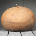 Vegetable Seeds,Garden seeds, Seeds For Planting,Plant Seeds