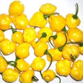 Vegetable Seeds,Garden seeds, Seeds For Planting,Plant Seeds