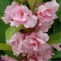 Flower Seeds, Seeds,Seeds For Planting,Plant Seeds