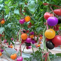 Vegetable Seeds,Garden seeds, Seeds For Planting,Plant Seeds