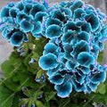 Blue Geranium Flower Seeds for Planting 100 pcs – Shade Tolerant, Heirloom, Non-GMO, High Germination Organic Seeds