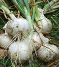 White Onion Seeds for Planting – Heirloom Non-GMO Organic Garden Seeds with High Germination for Crisp, High-Yield Harvests