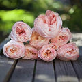 Flower Seeds, Seeds,Seeds For Planting,Plant Seeds