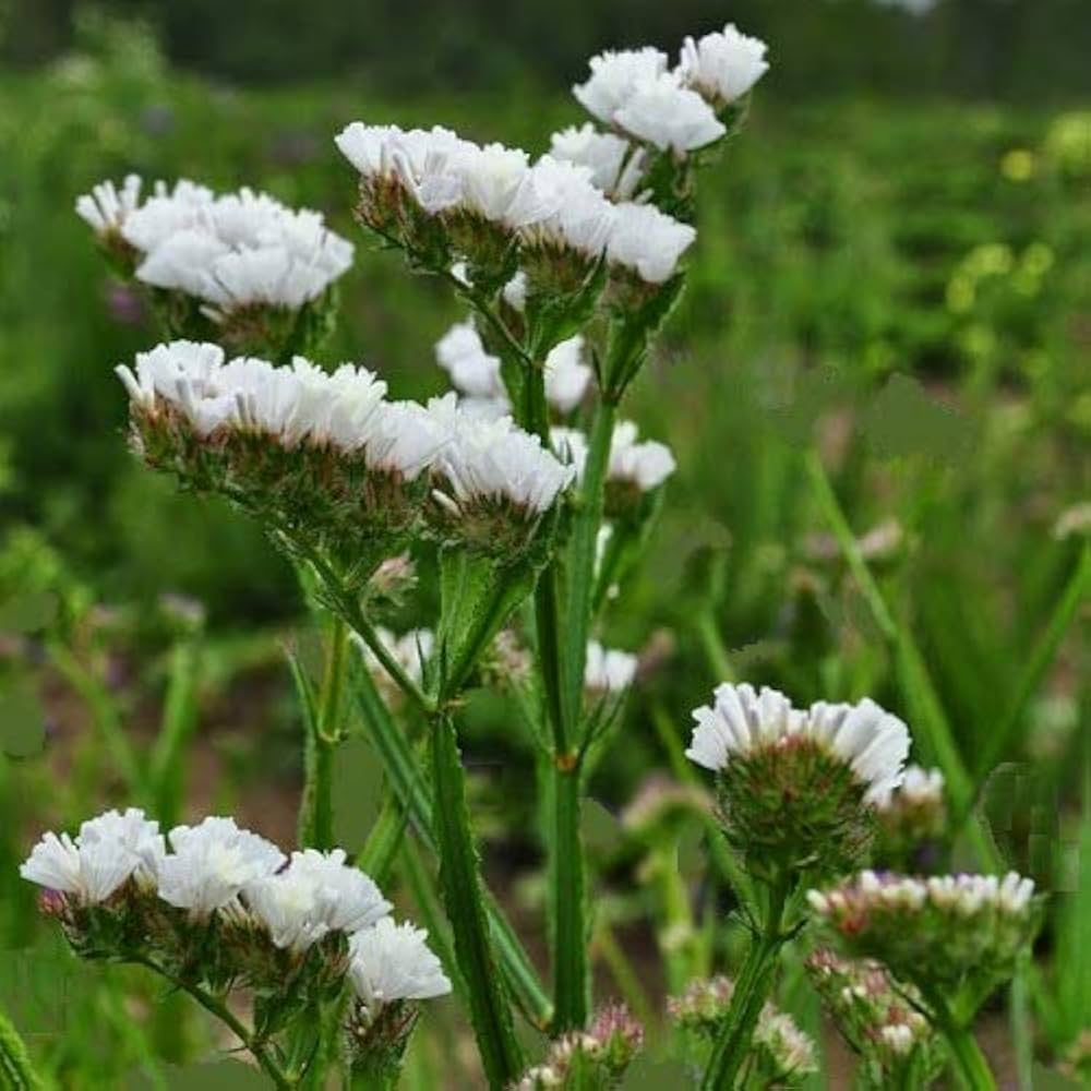 Sea Lavender Flower Seeds for Planting