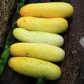 Vegetable Seeds,Garden seeds, Seeds For Planting,Plant Seeds