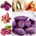 Vegetable Seeds,Garden seeds, Seeds For Planting,Plant Seeds