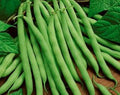 Vegetable Seeds,Garden seeds, Seeds For Planting,Plant Seeds