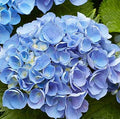Flower Seeds, Seeds,Seeds For Planting,Plant Seeds