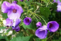 Flower Seeds, Seeds,Seeds For Planting,Plant Seeds