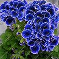Flower Seeds, Seeds,Seeds For Planting,Plant Seeds