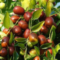 Fruit Seeds,Garden seeds, Seeds For Planting,Plant Seeds