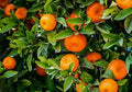 Fruit Seeds,Garden seeds, Seeds For Planting,Plant Seeds