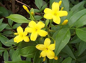 Flower Seeds, Seeds,Seeds For Planting,Plant Seeds