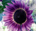 Flower Seeds, Seeds,Seeds For Planting,Plant Seeds