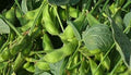 Vegetable Seeds,Garden seeds, Seeds For Planting,Plant Seeds