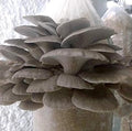 Vegetable Seeds,Garden seeds, Seeds For Planting,Plant Seeds